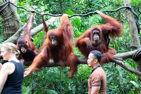 breakfast with the orangutans